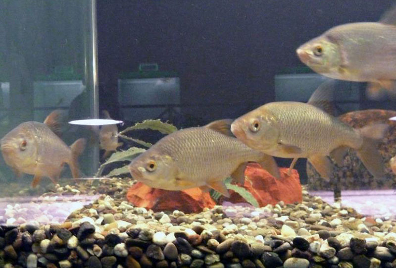 Kastoria Aquarium