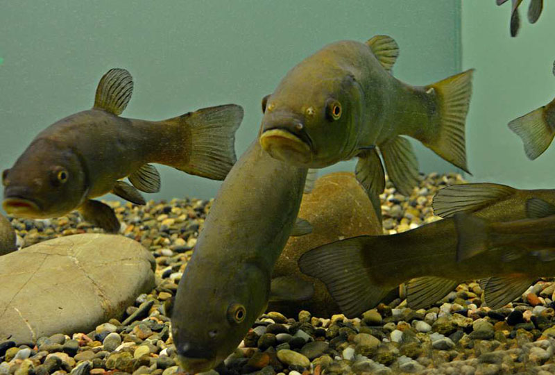 Kastoria Aquarium